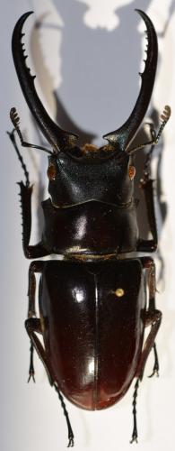 Prosopocoilus confucius